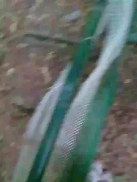 Cam4 Best Webcam of danilofuckal